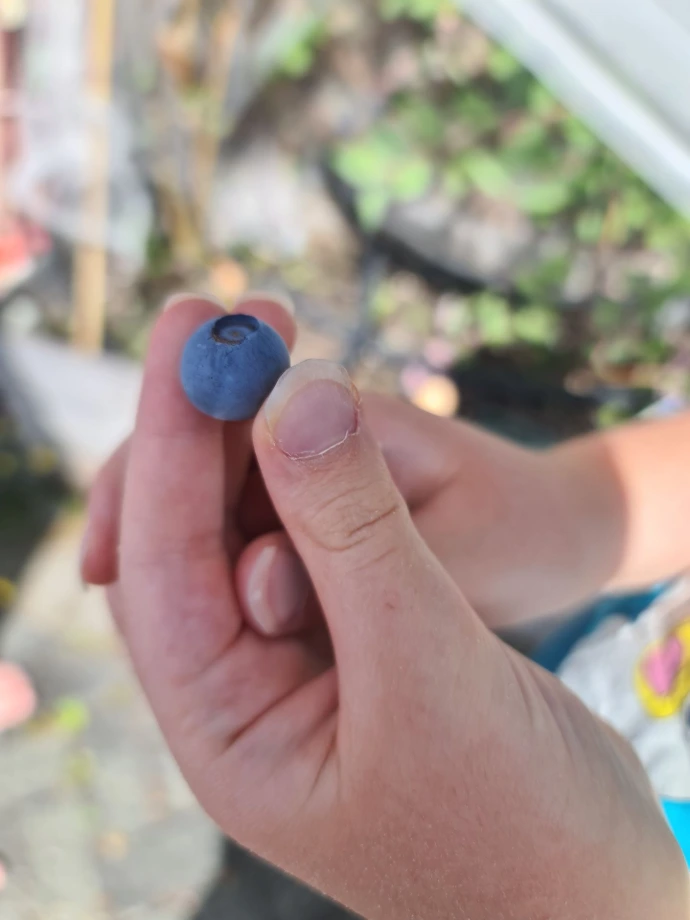 Healthy and nutritious blueberry smoothie 